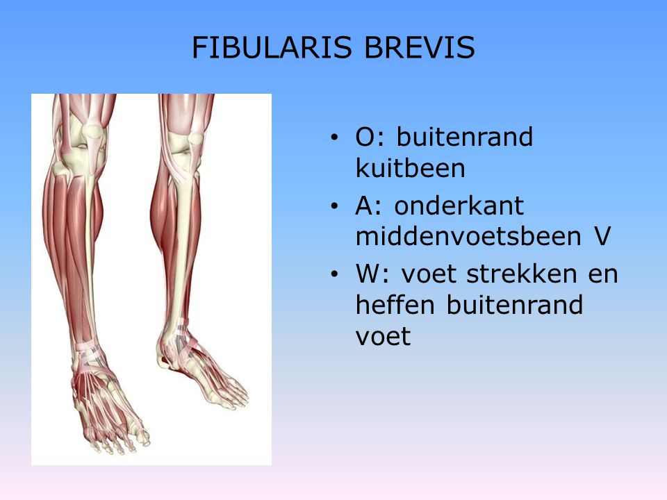 FIBULARIS BREVIS O: buitenrand kuitbeen A: onderkant middenvoetsbeen V