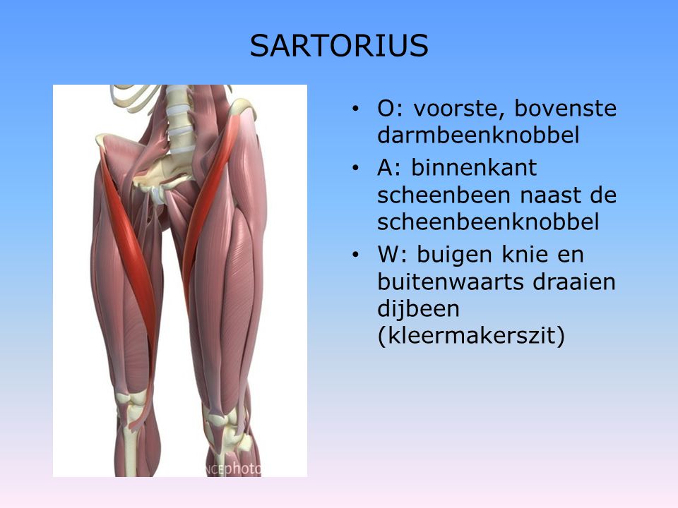 SARTORIUS O: voorste, bovenste darmbeenknobbel