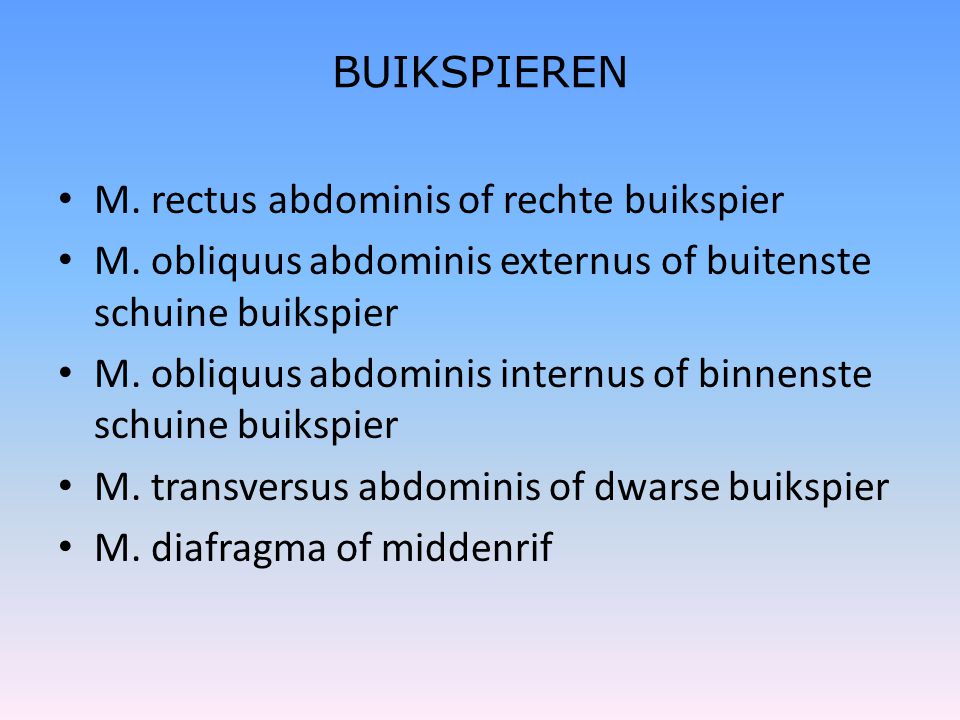 BUIKSPIEREN M. rectus abdominis of rechte buikspier. M. obliquus abdominis externus of buitenste schuine buikspier.