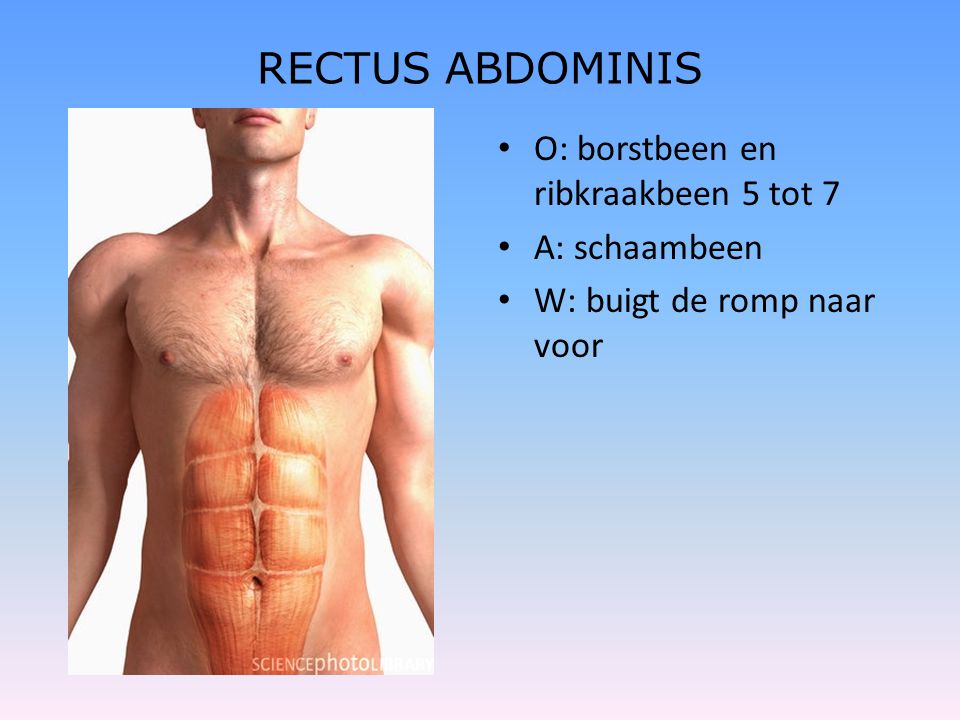 RECTUS ABDOMINIS O: borstbeen en ribkraakbeen 5 tot 7 A: schaambeen