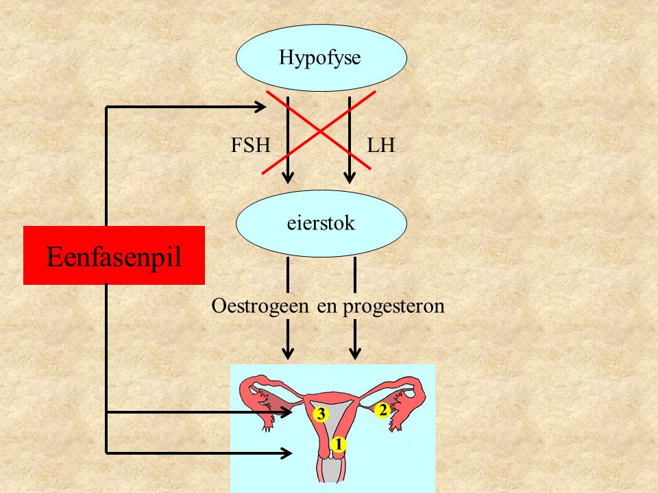 Hypofyse FSH LH eierstok Eenfasenpil Oestrogeen en progesteron