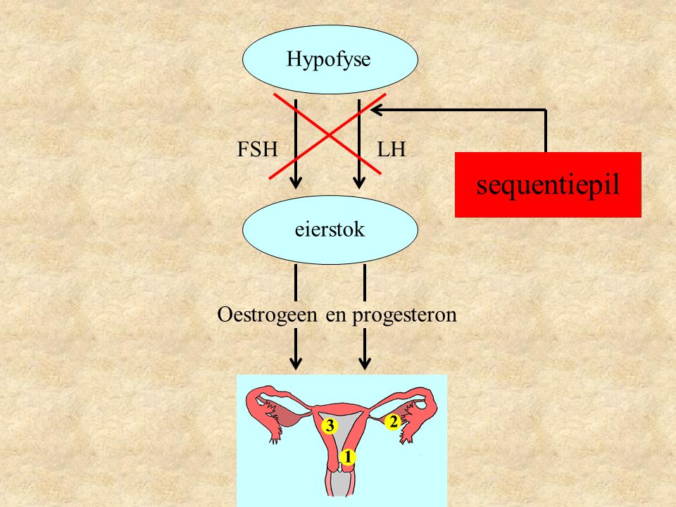 Hypofyse FSH LH sequentiepil eierstok Oestrogeen en progesteron