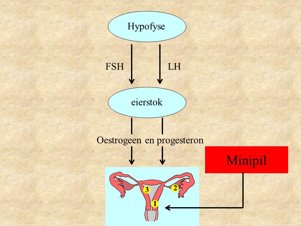 Hypofyse FSH LH eierstok Oestrogeen en progesteron Minipil