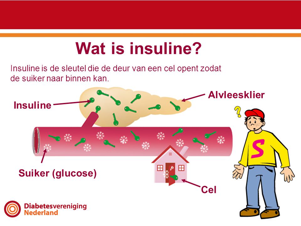 Wat is insuline Alvleesklier Insuline Suiker (glucose) Cel
