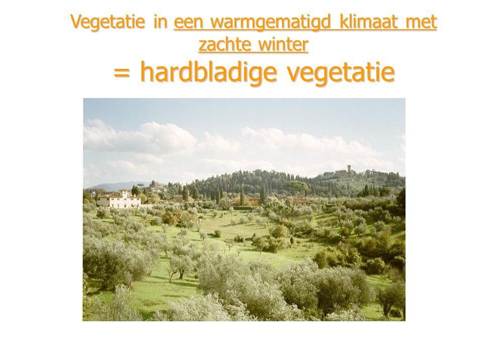 Vegetatie in een warmgematigd klimaat met zachte winter = hardbladige vegetatie