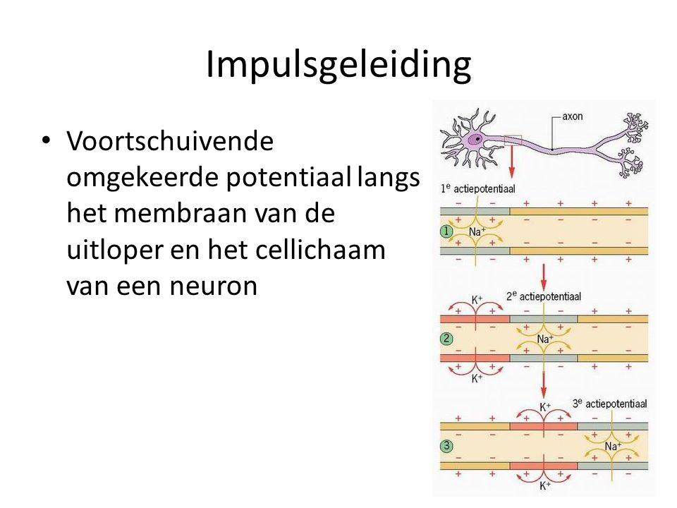 Impulsgeleiding Voortschuivende omgekeerde potentiaal langs het membraan van de uitloper en het cellichaam van een neuron.