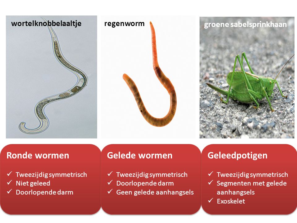 Ronde wormen Gelede wormen Geleedpotigen wortelknobbelaaltje regenworm