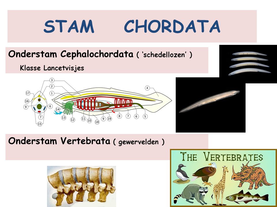 STAM CHORDATA Onderstam Cephalochordata ( ‘schedellozen’ )
