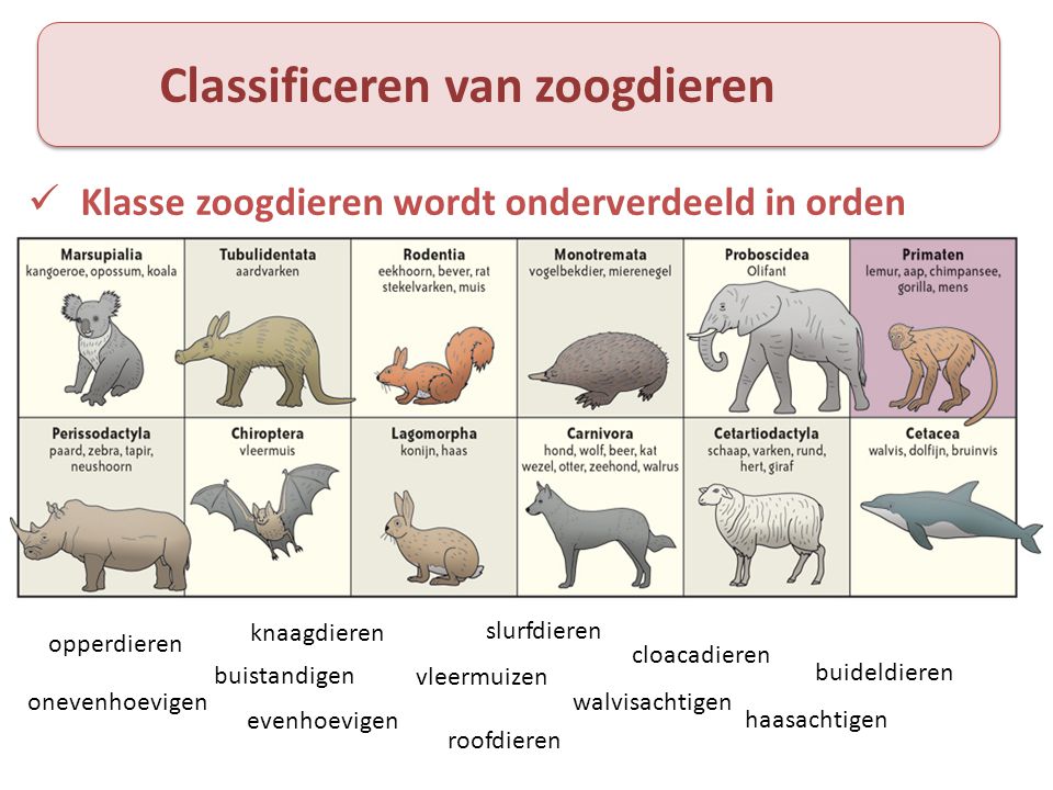 Classificeren van zoogdieren