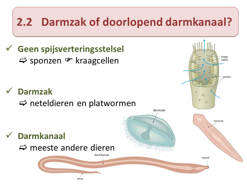 2.2 Darmzak of doorlopend darmkanaal