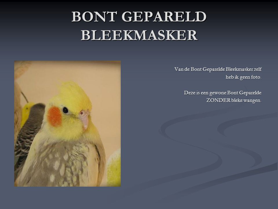 BONT GEPARELD BLEEKMASKER