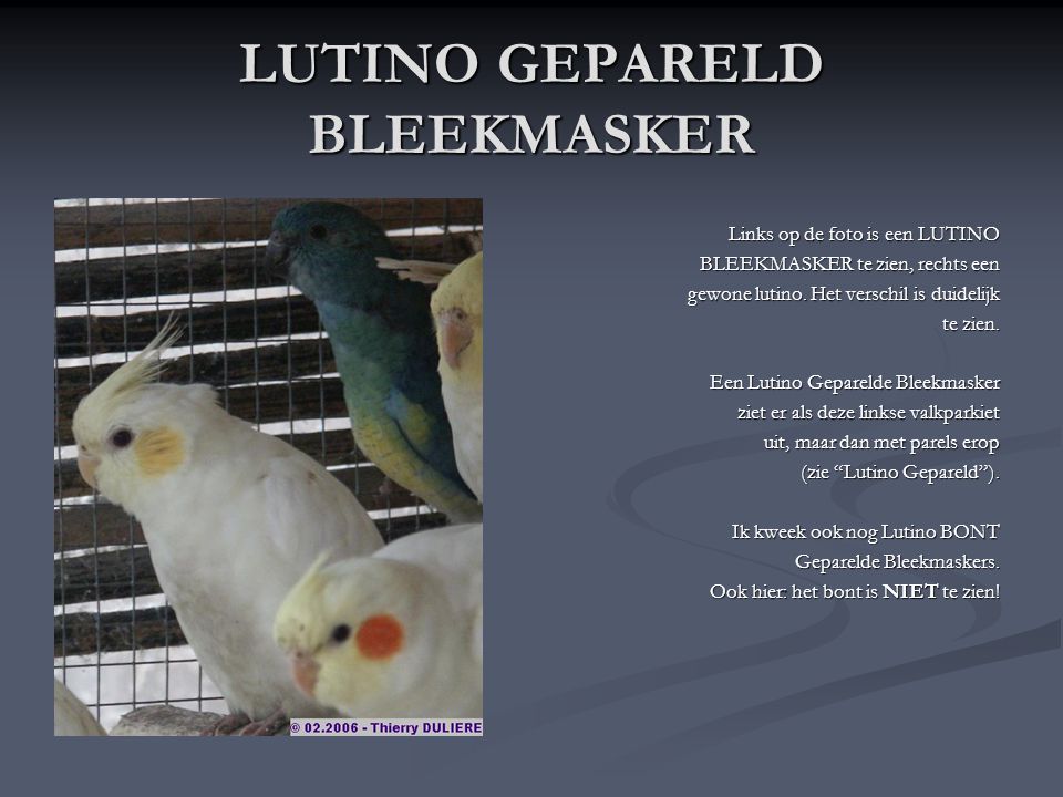 LUTINO GEPARELD BLEEKMASKER