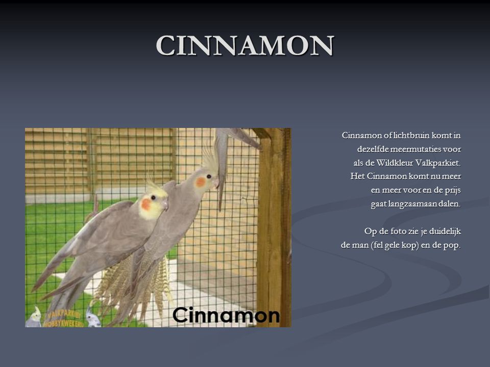 CINNAMON Cinnamon of lichtbruin komt in dezelfde meermutaties voor