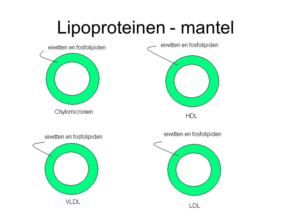 Lipoproteinen - mantel