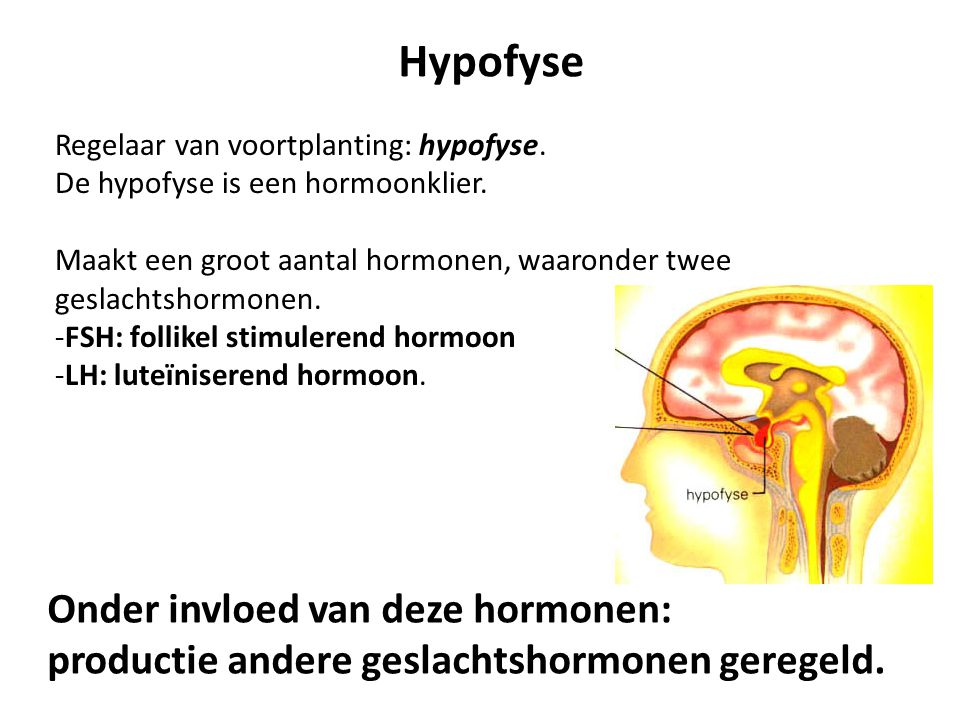 Hypofyse Onder invloed van deze hormonen: