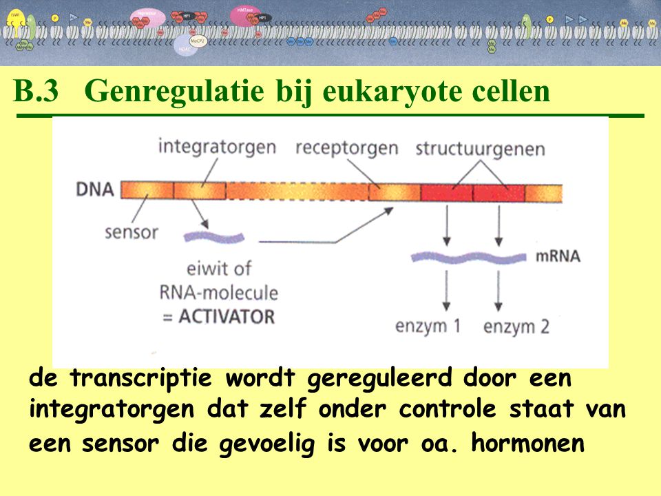 B.3 Genregulatie bij eukaryote cellen