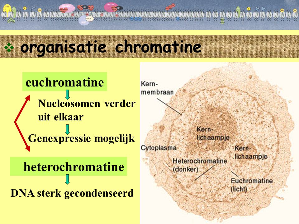 organisatie chromatine