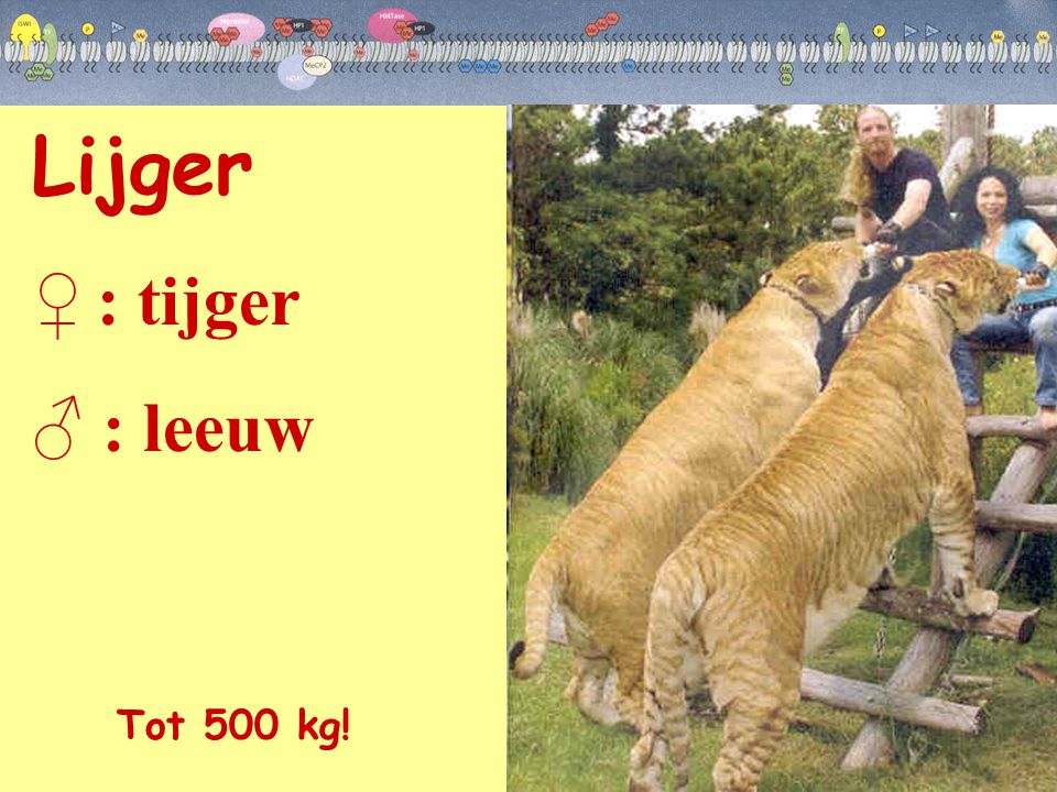 Lijger ♀ : tijger ♂ : leeuw Tot 500 kg!