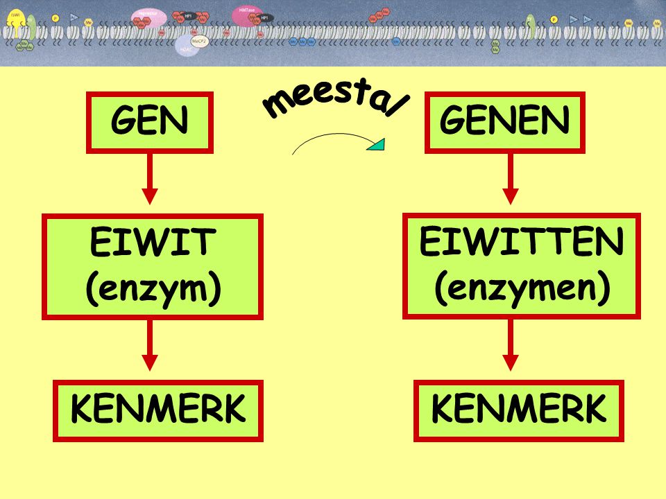 GEN GENEN EIWIT (enzym) EIWITTEN (enzymen) KENMERK KENMERK