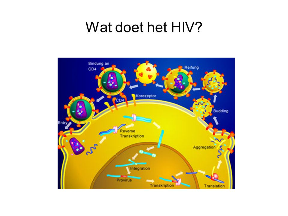 Wat doet het HIV