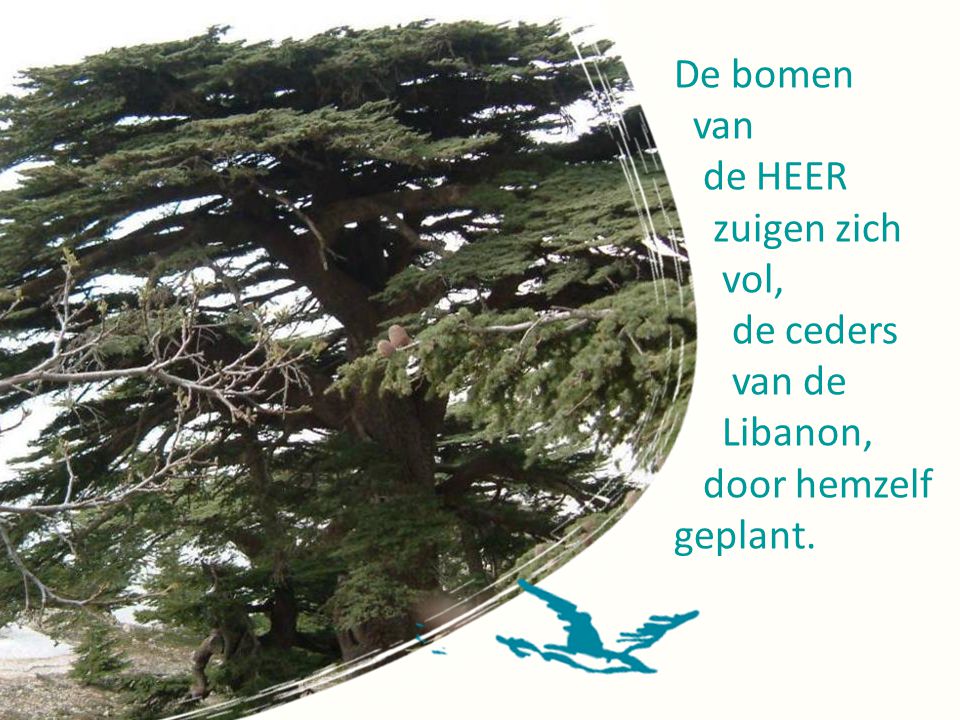 De bomen van de HEER zuigen zich vol, de ceders van de Libanon, door hemzelf geplant.