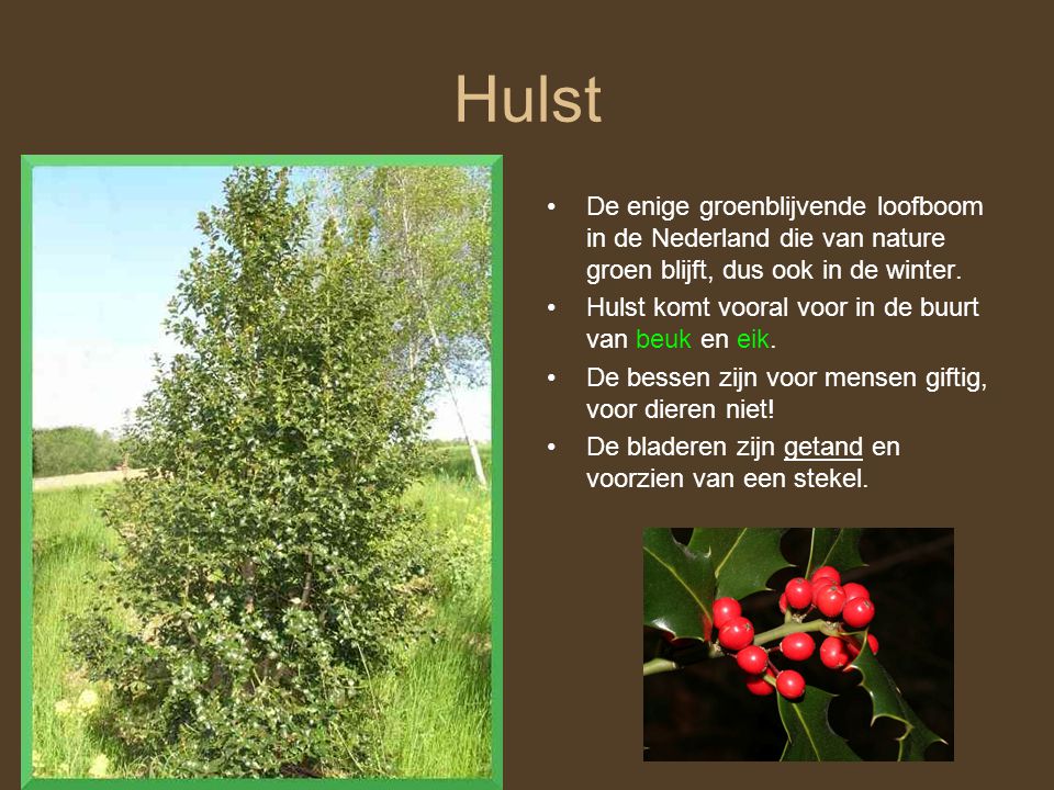 Hulst De enige groenblijvende loofboom in de Nederland die van nature groen blijft, dus ook in de winter.