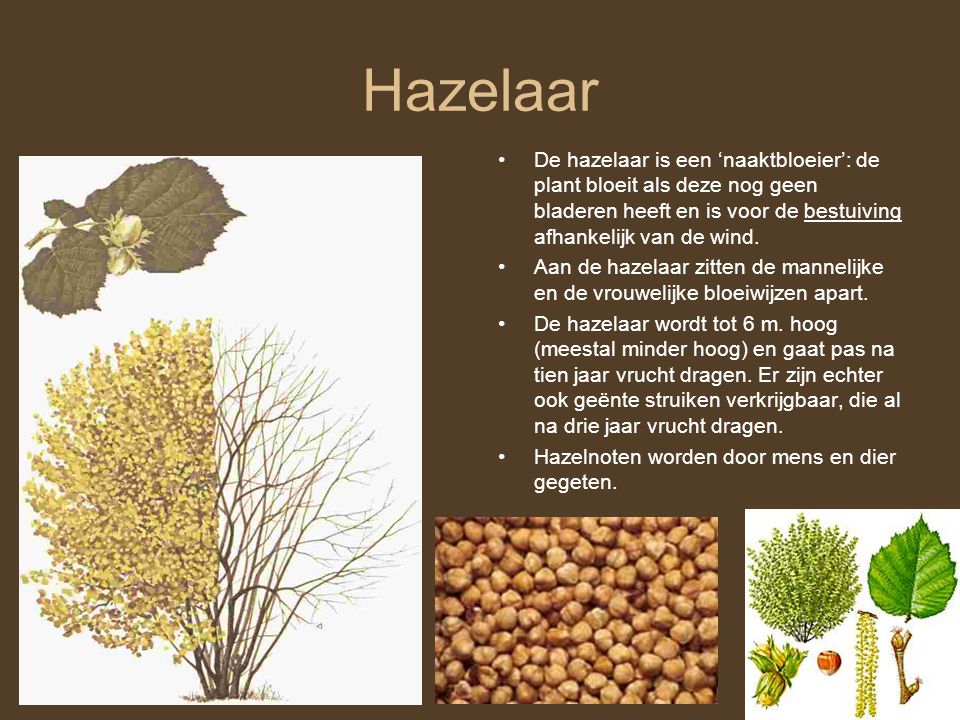 Hazelaar De hazelaar is een ‘naaktbloeier’: de plant bloeit als deze nog geen bladeren heeft en is voor de bestuiving afhankelijk van de wind.