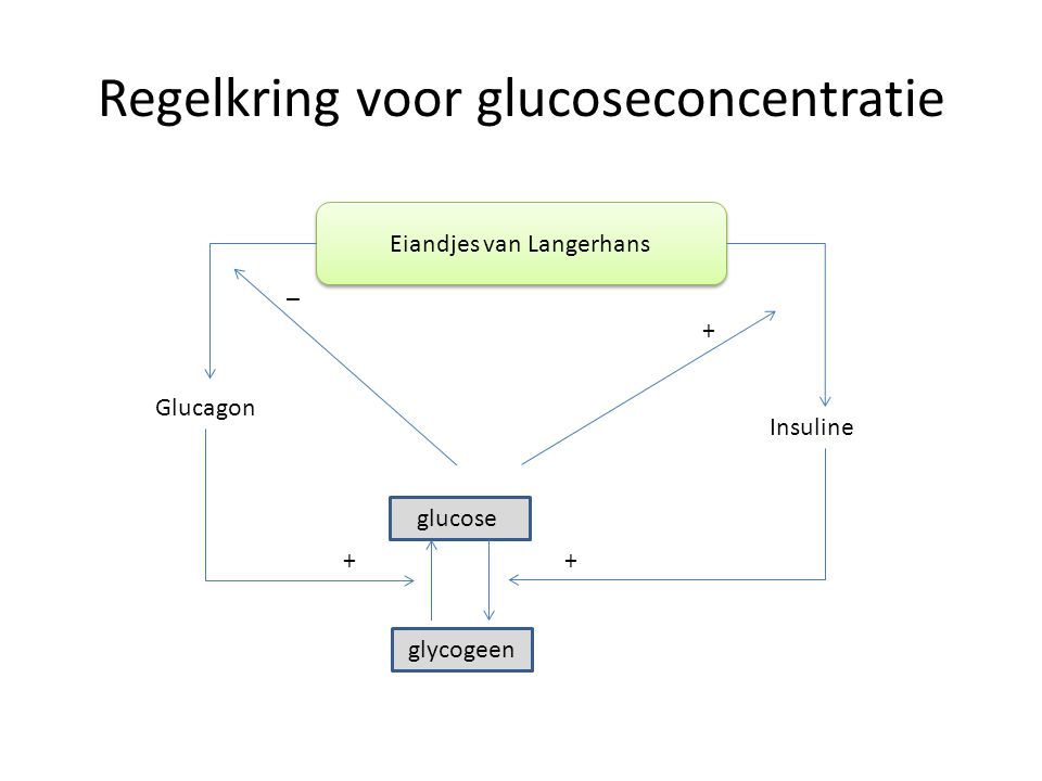Regelkring voor glucoseconcentratie