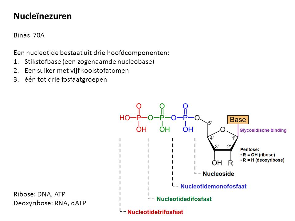Nucleïnezuren Binas 70A. Een nucleotide bestaat uit drie hoofdcomponenten: Stikstofbase (een zogenaamde nucleobase)