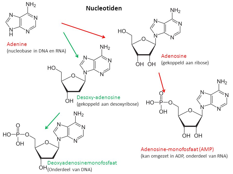 Nucleotiden Adenine Adenosine Desoxy-adenosine