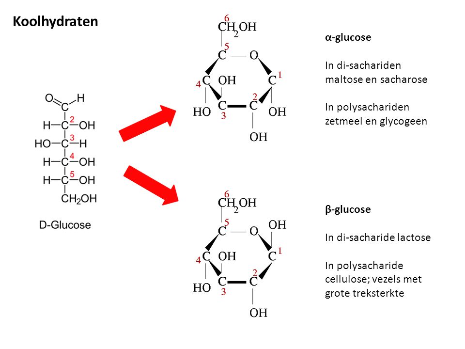 Koolhydraten α-glucose In di-sachariden maltose en sacharose