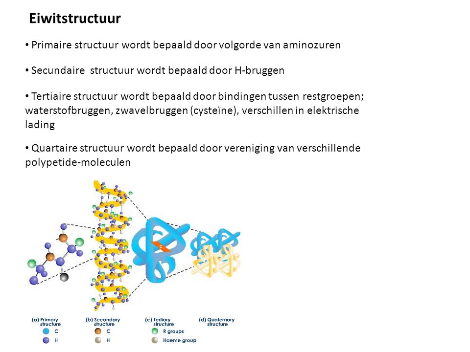 Primaire structuur wordt bepaald door volgorde van aminozuren