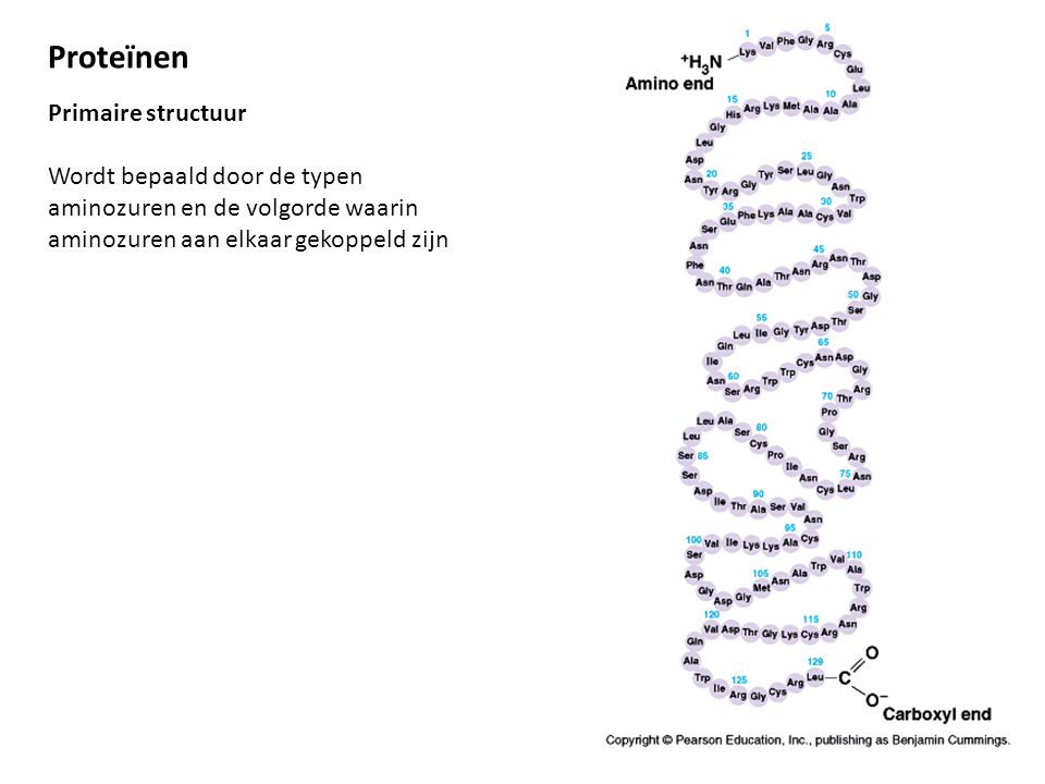 Proteïnen Primaire structuur