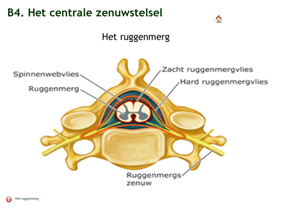 B4. Het centrale zenuwstelsel