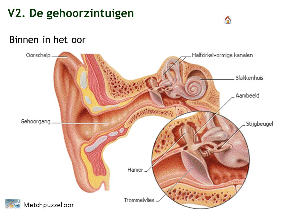 V2. De gehoorzintuigen Binnen in het oor Matchpuzzel oor