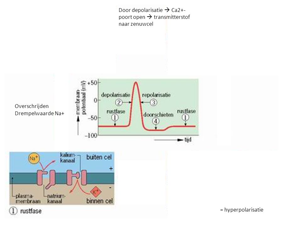 Door depolarisatie  Ca2+-poort open  transmitterstof naar zenuwcel