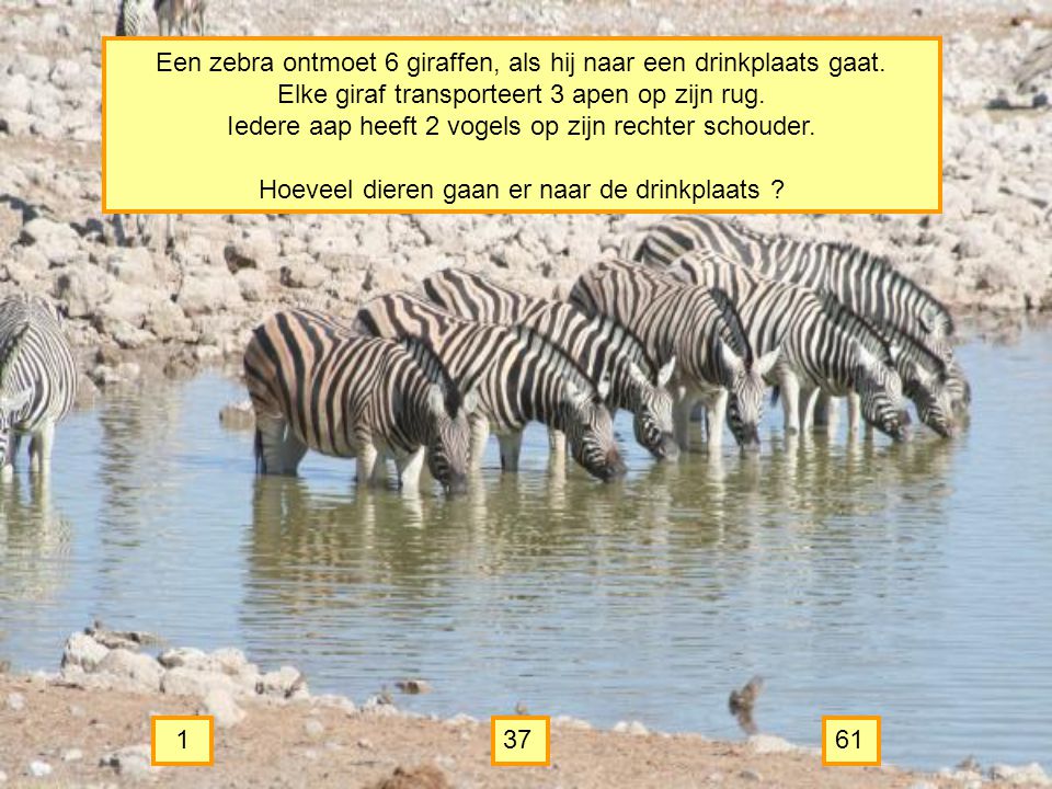 Een zebra ontmoet 6 giraffen, als hij naar een drinkplaats gaat.