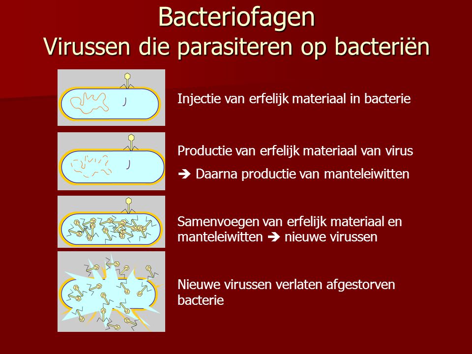 Bacteriofagen Virussen die parasiteren op bacteriën