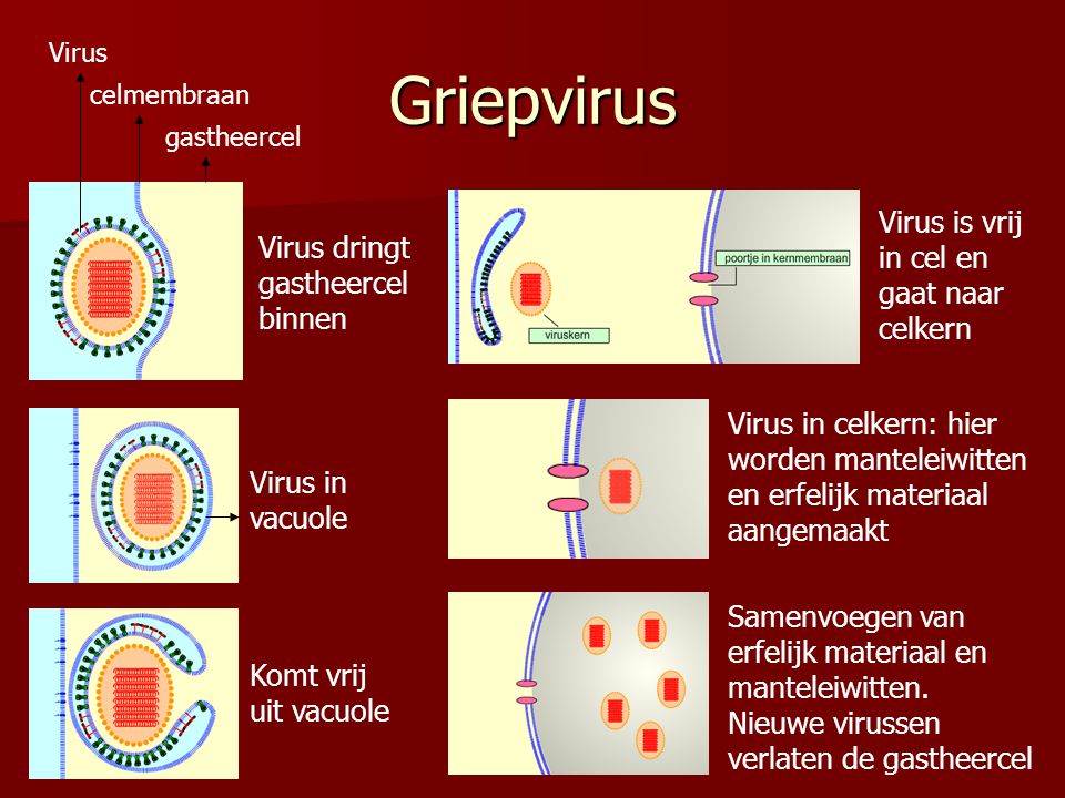 Griepvirus Virus is vrij in cel en gaat naar celkern