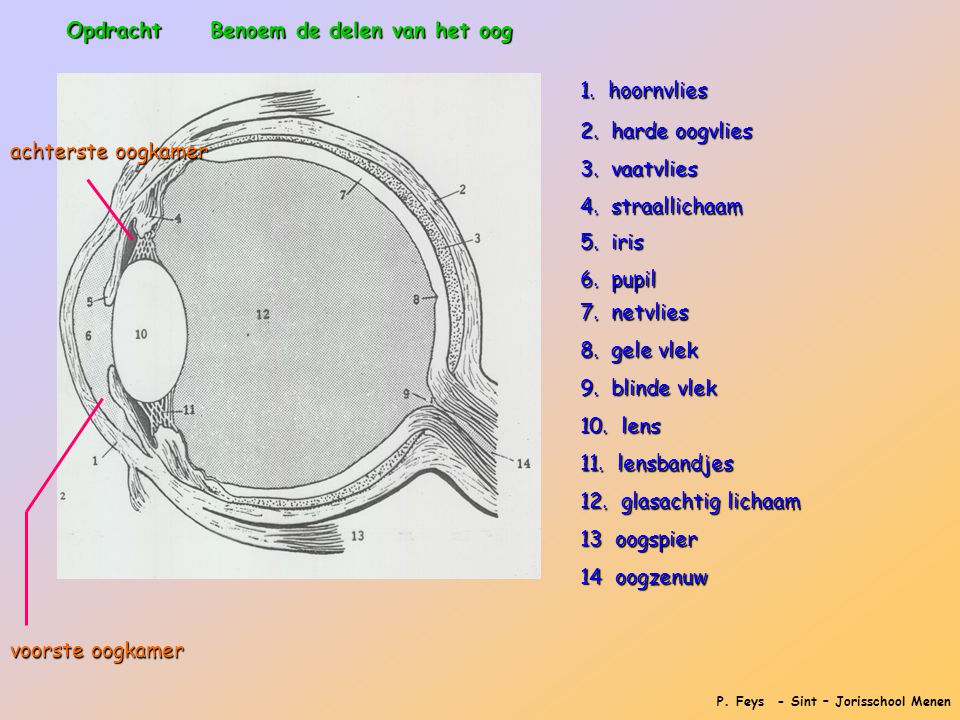 Opdracht Benoem de delen van het oog. 1. hoornvlies. 2. harde oogvlies. achterste oogkamer. 3. vaatvlies.