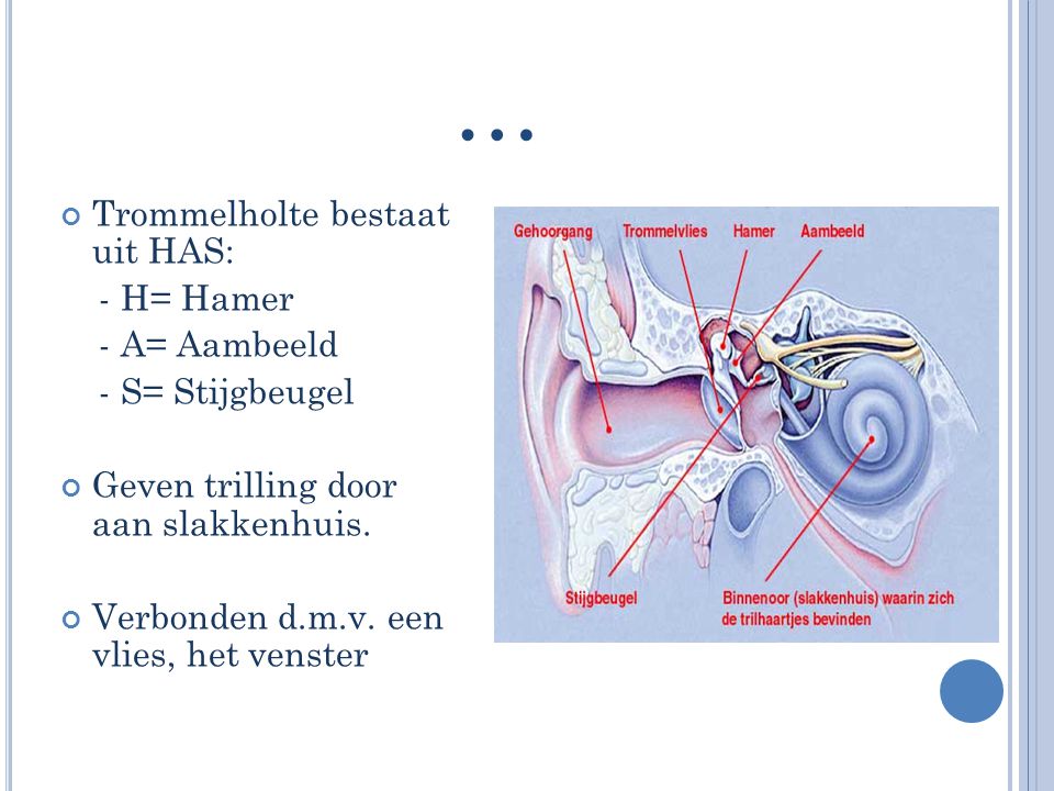 … Trommelholte bestaat uit HAS: - H= Hamer - A= Aambeeld