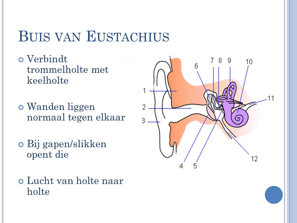 Buis van Eustachius Verbindt trommelholte met keelholte