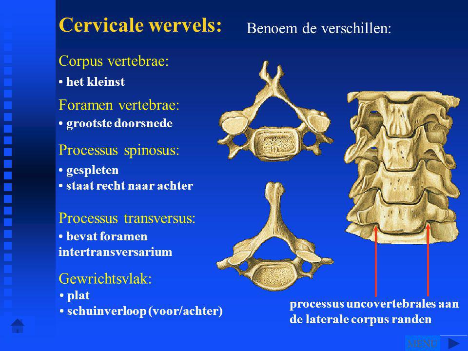 Cervicale wervels: Benoem de verschillen: Corpus vertebrae: