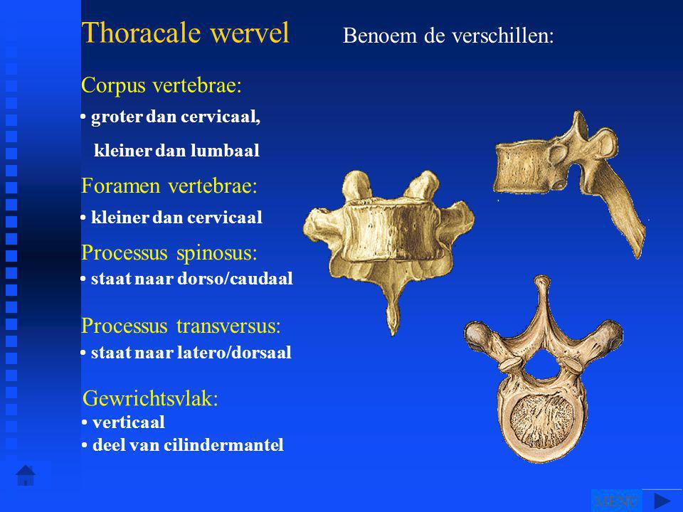 Thoracale wervel Benoem de verschillen: Corpus vertebrae: