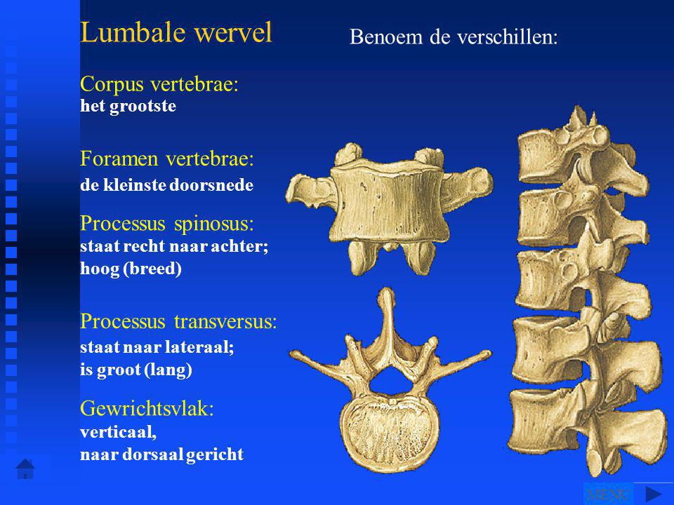 Lumbale wervel Benoem de verschillen: Corpus vertebrae: