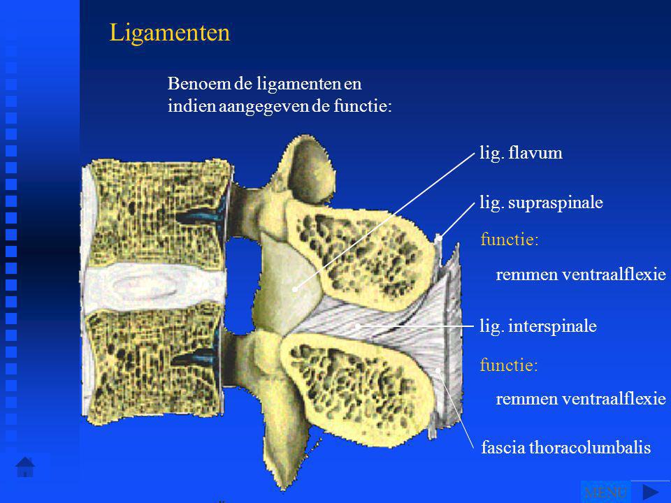 Ligamenten Benoem de ligamenten en indien aangegeven de functie: