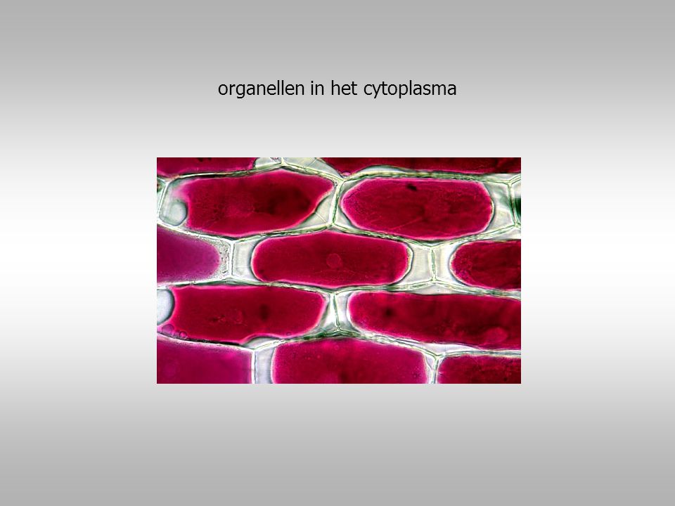 organellen in het cytoplasma