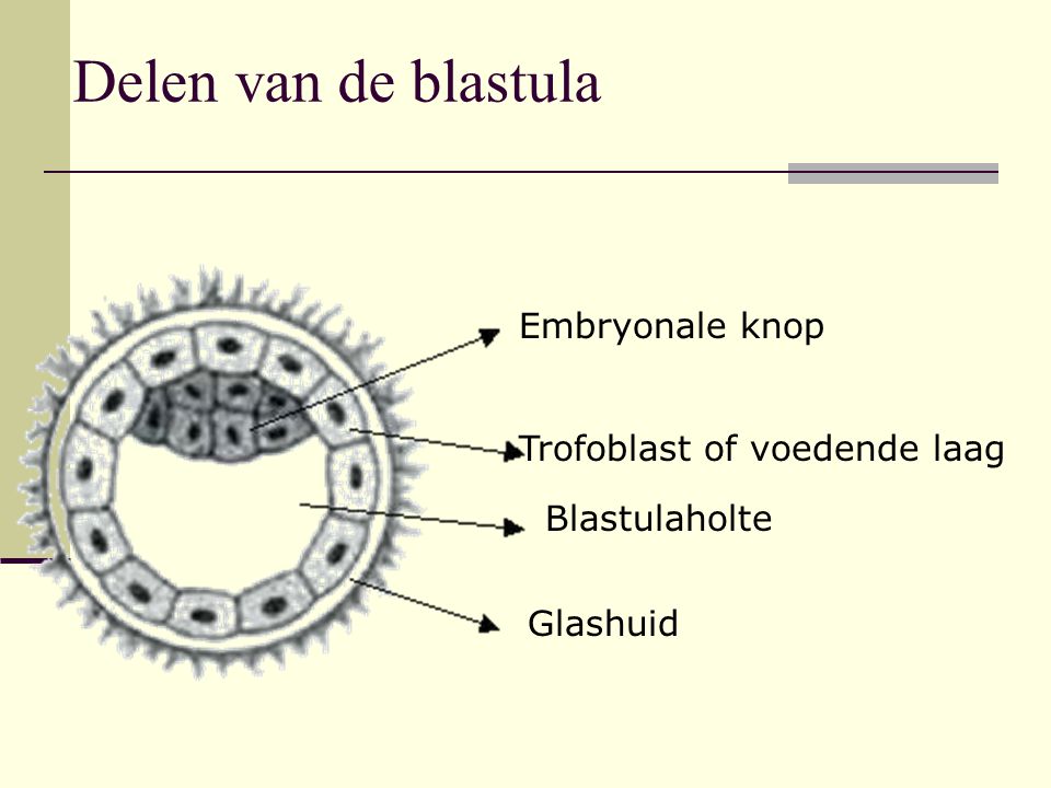 Delen van de blastula Embryonale knop Trofoblast of voedende laag