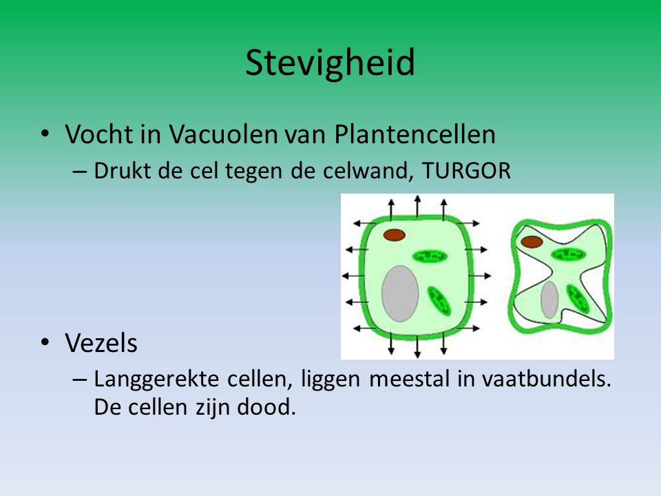 Stevigheid Vocht in Vacuolen van Plantencellen Vezels