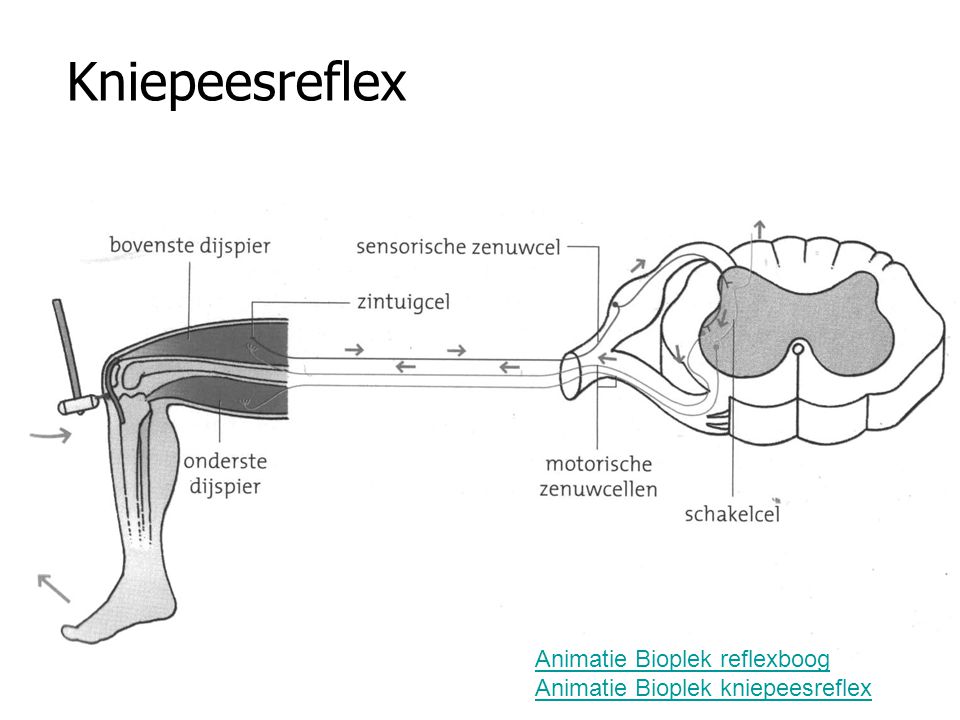 Kniepeesreflex Animatie Bioplek reflexboog